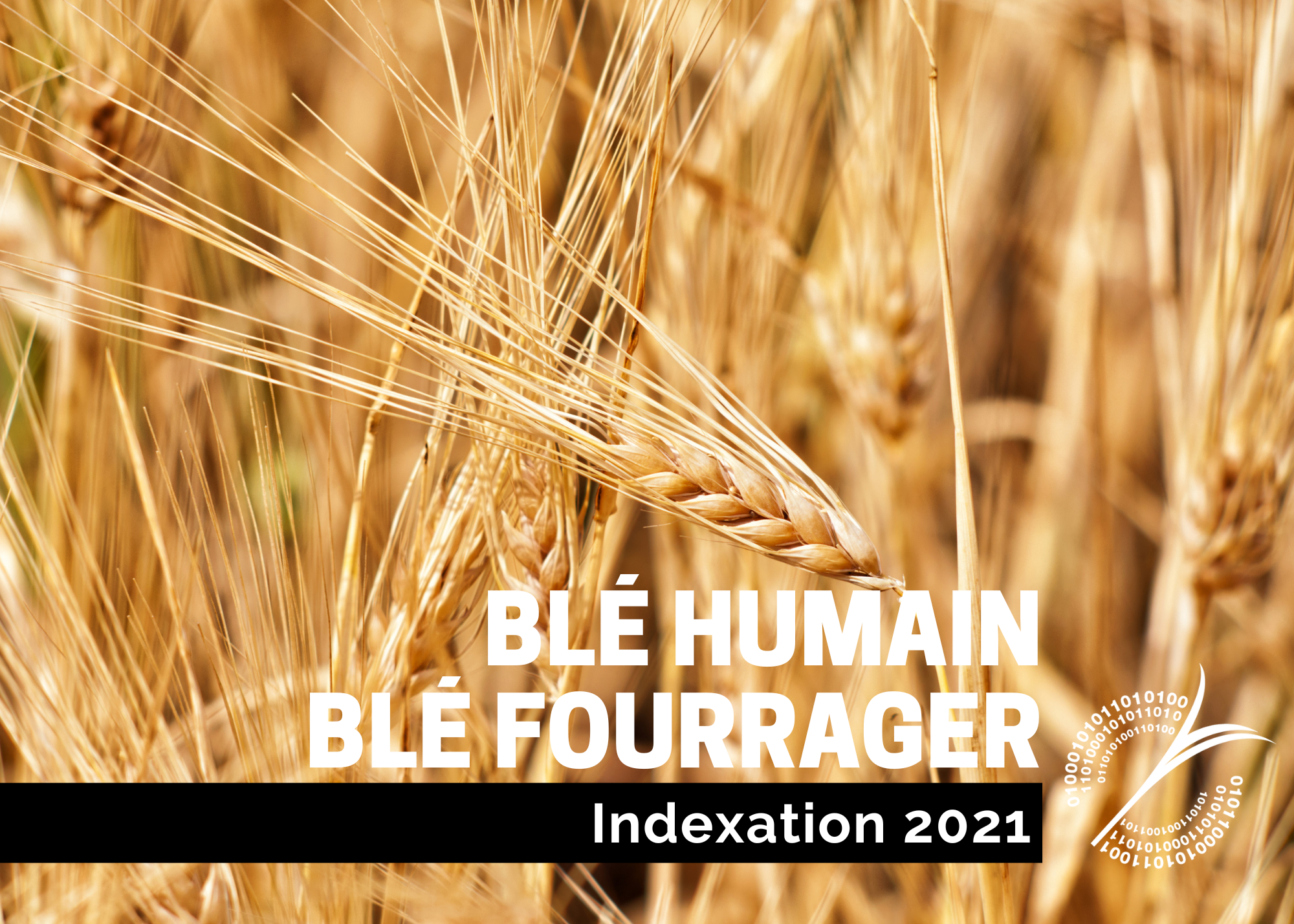 Récentes publications : Indexation 2021 - Blés